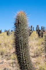 Trichocereus skottsbergii