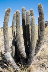 Trichocereus skottsbergii