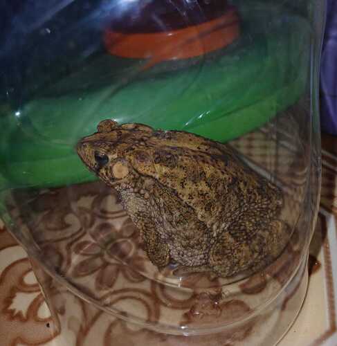 Ingerophrynus biporcatus