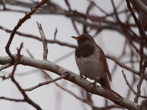 Black-throated Thrush (Turdus atrogularis), photo 6