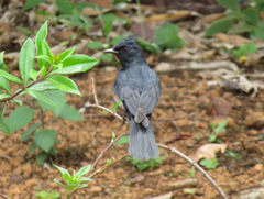 Knipolegus lophotes