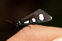Alypiodes bimaculata