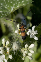 Parevander xanthomelas