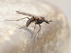 Sylvicola alternatus