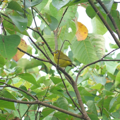 Zosterops chloris