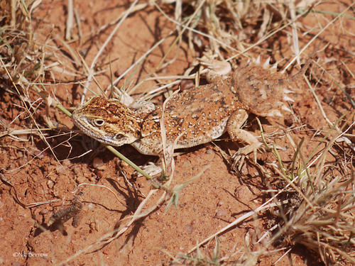Dwarf Shield-Tailed Agama