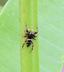 Phidippus clarus