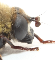 Criorhina verbosa