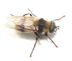 Criorhina verbosa