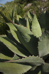 Agave cupreata