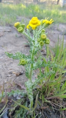 Senecio vernalis