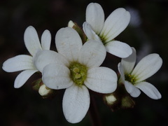 Saxifraga granulata