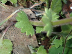 Saxifraga granulata