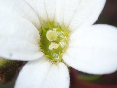 Saxifraga granulata