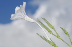 Ruellia macrosolen