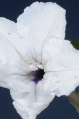 Ruellia macrosolen