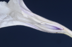 Ruellia macrosolen
