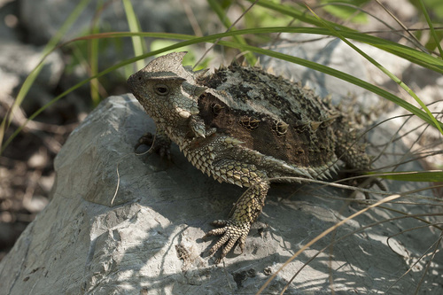 Giant Horned Lizard