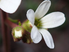 Saxifraga granulata