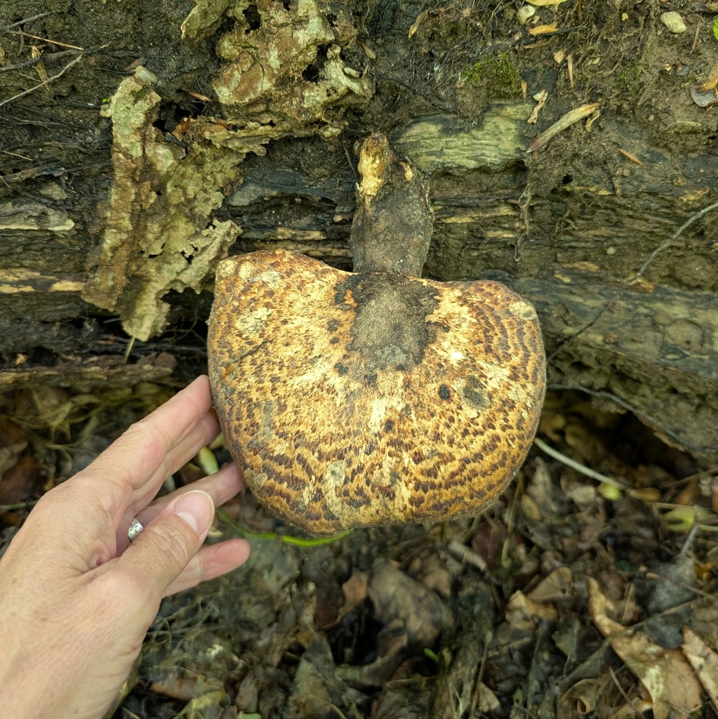 Dryad's Saddle · May 2026 · photo: Photo: (c) Adrienne van den Beemt, some rights reserved (CC BY) · iNaturalist