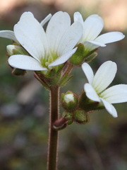 Saxifraga granulata
