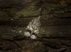 Polylopha epidesma