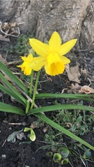 Narcissus