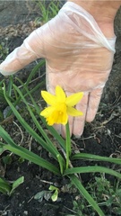 Narcissus