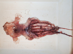 Image of Cirroteuthis muelleri
