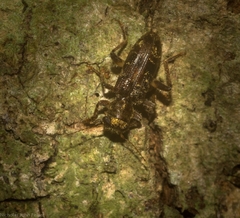 Stigmatium mastersii