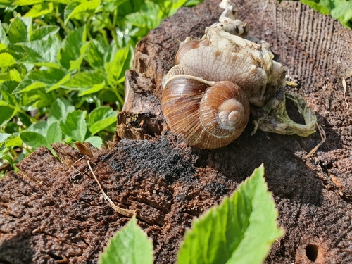 Roman Snail