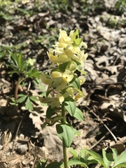 Corydalis cava marschalliana