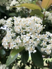 Photinia × fraseri