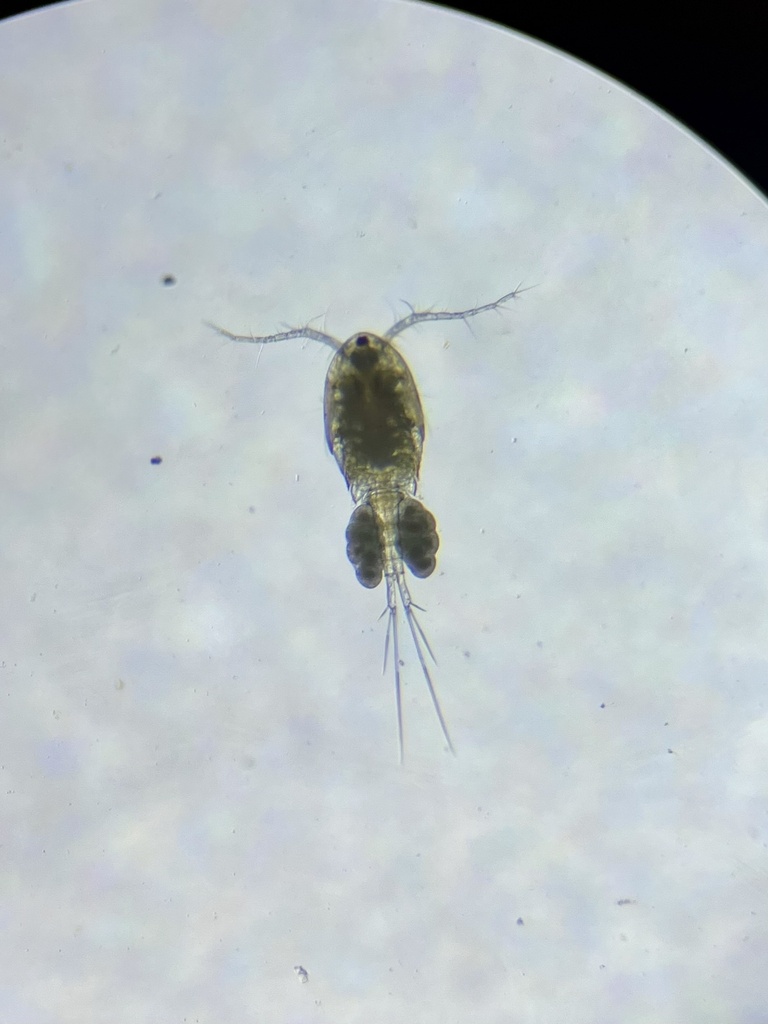 Eucyclops agilis