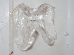 Cirroteuthis muelleri