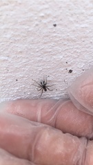 Araneae