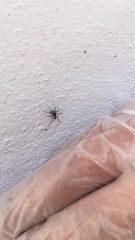 Araneae