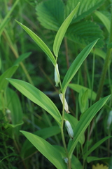 Polygonatum humile
