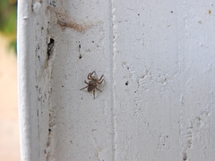 Mexigonus