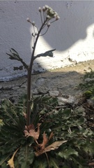 Angiospermae