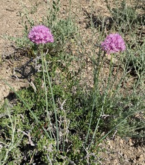 Allium pallasii