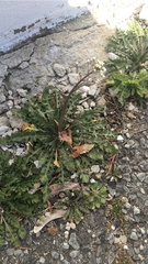 Angiospermae