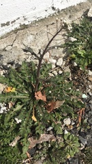 Angiospermae