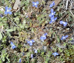 Veronica glauca