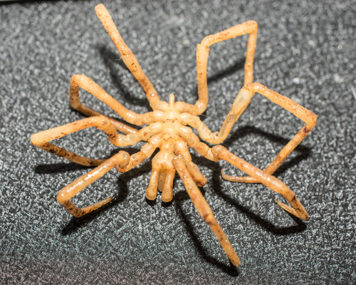 Boreonymphon abyssorum