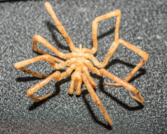 Boreonymphon abyssorum