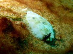 Pseudorhombus dupliciocellatus