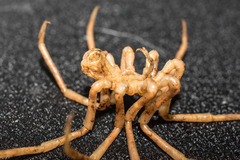 Boreonymphon abyssorum