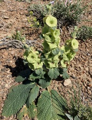 Phlomoides isochila