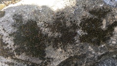 Bryophyta